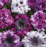 Petunia Superbissima Triumph Imported heirloom non-gmo organic garden seeds