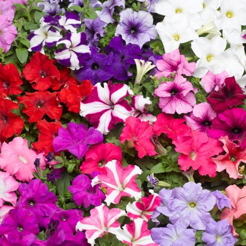 Petunia Tritunia Imported heirloom non-gmo garden seeds