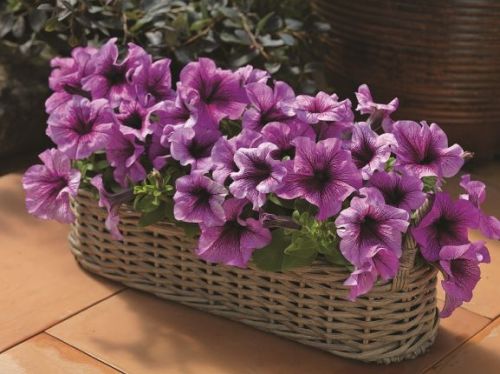 Petunia Tritunia Plum Imported heirloom non-gmo garden seeds
