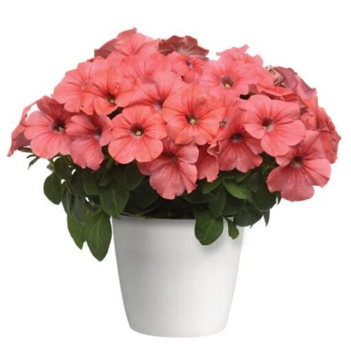 Petunia Tritunia Salmon Imported heirloom non-gmo garden seeds