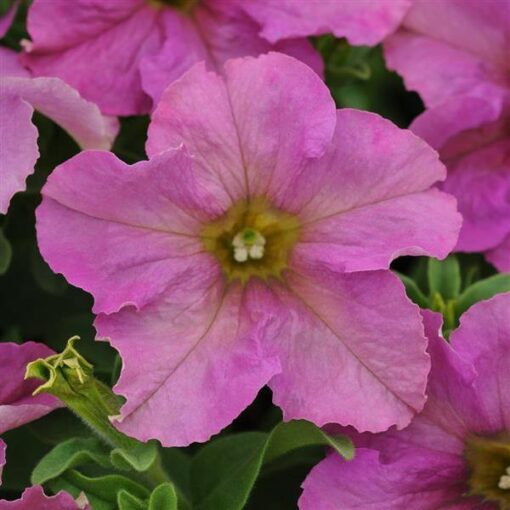 Petunia Twilight Pelleted Imported heirloom non-gmo garden seeds