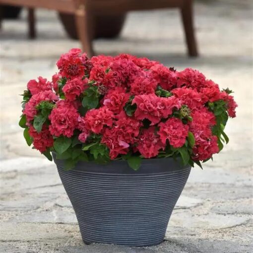 Petunia Valentine Double Imported heirloom non-gmo garden seeds