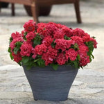 Petunia Valentine Double Imported heirloom non-gmo garden seeds
