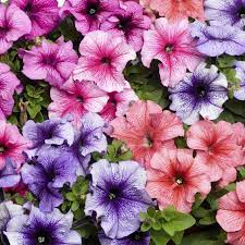 Petunia Veined Hybrid Imported heirloom non-gmo organic garden seeds