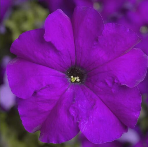 Petunia Violet Imported heirloom non-gmo garden seeds