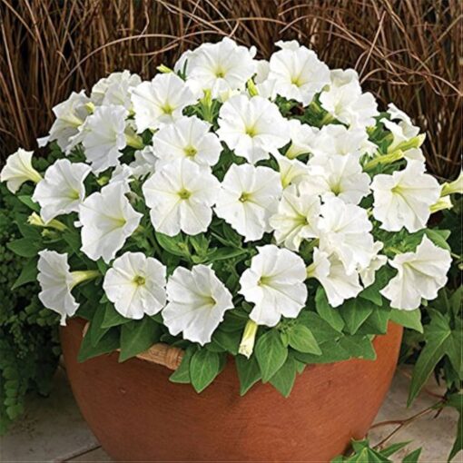 Petunia White Imported heirloom non-gmo garden seeds