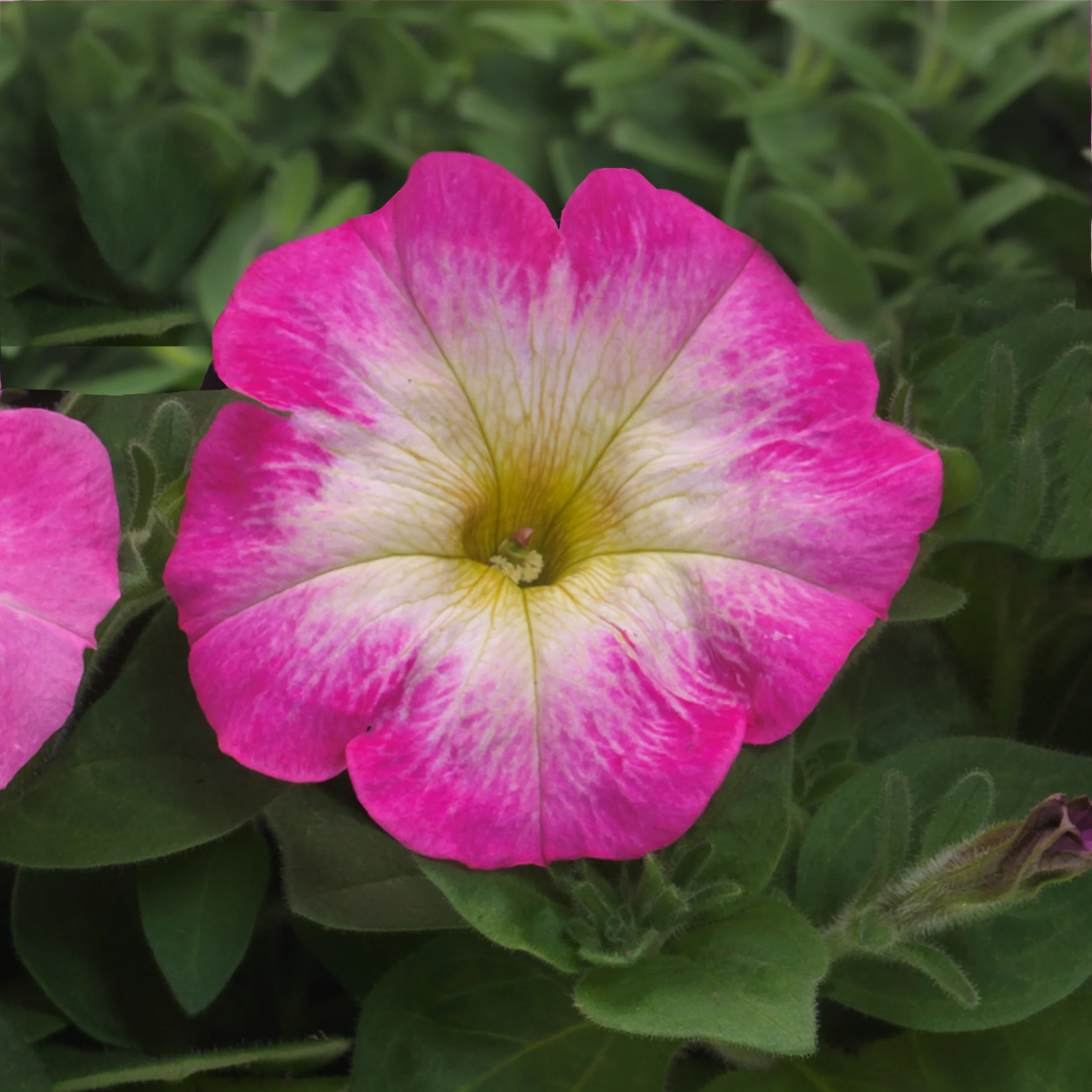 Petunia E3 Easy Wave Pink Spreading Petunia Imported Pelleted – Heirloom, Non-GMO, High Germination Organic Garden Seeds