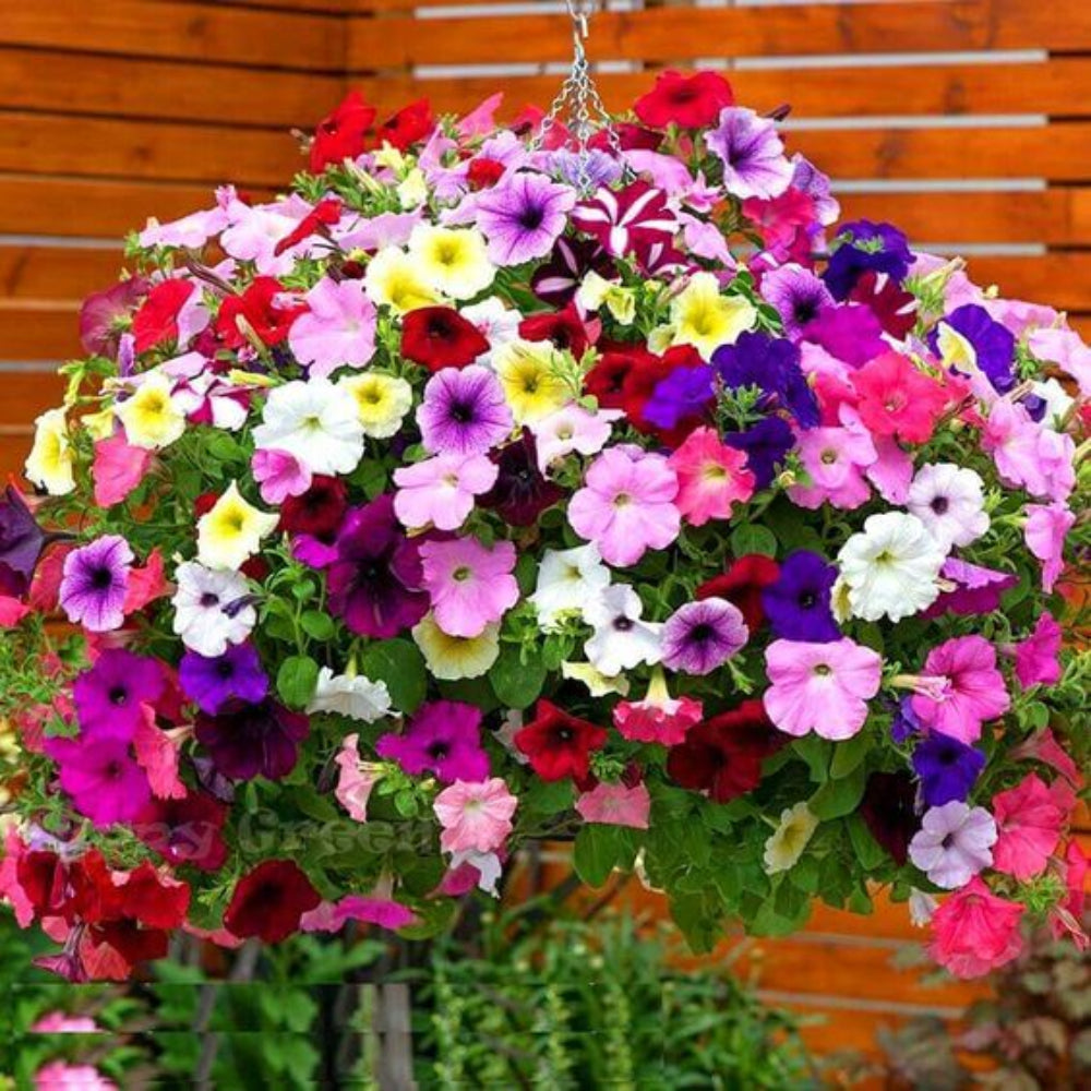 Petunia Success Maxi Imported – Heirloom, Non-GMO, High Germination Organic Garden Seeds