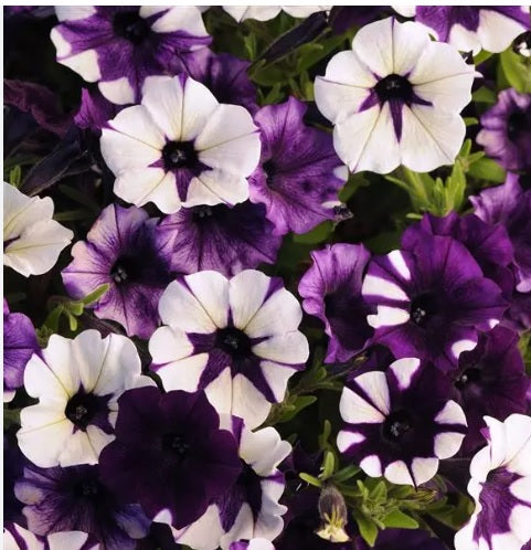 Petunia Tie Dye Purple Spreading Petunia Imported Pelleted heirloom non-gmo organic garden seeds