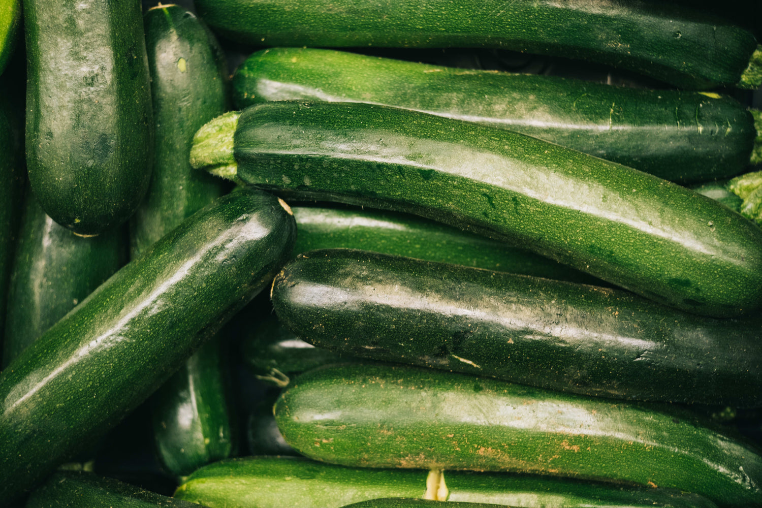 Zucchini Seeds (Cucurbita pepo / Common Name: Zucchini or Courgette)