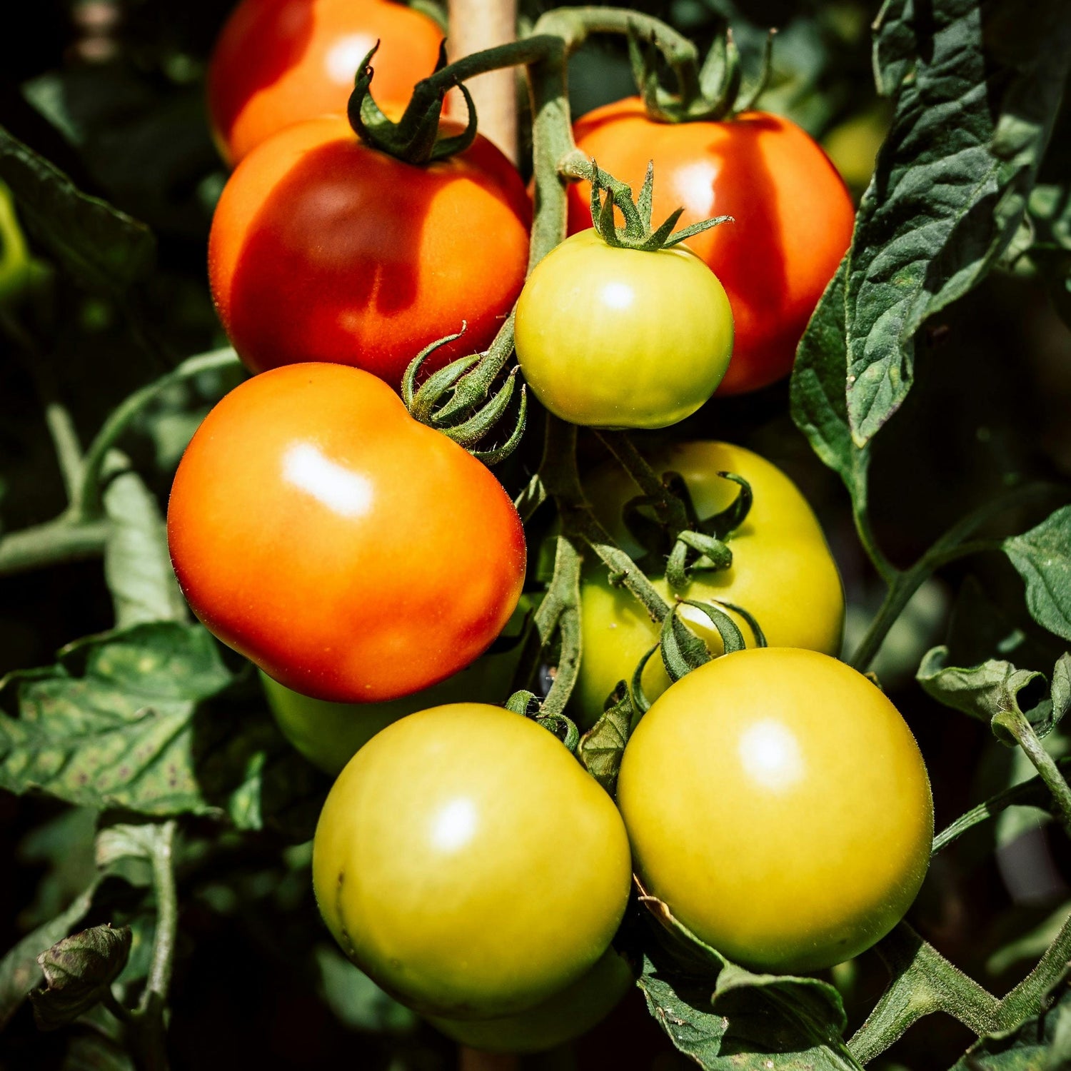 Moneymaker Tomato Seeds