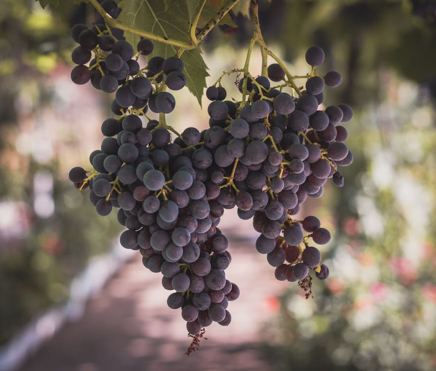 Grape Seeds