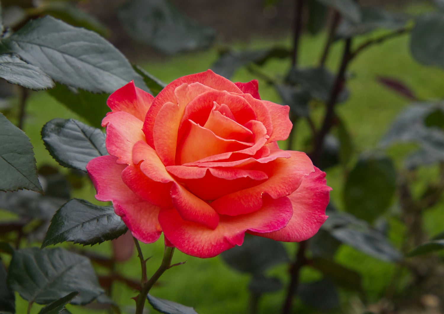 Semi Gialli Della Rosa ,Flowering Seeds For Planting