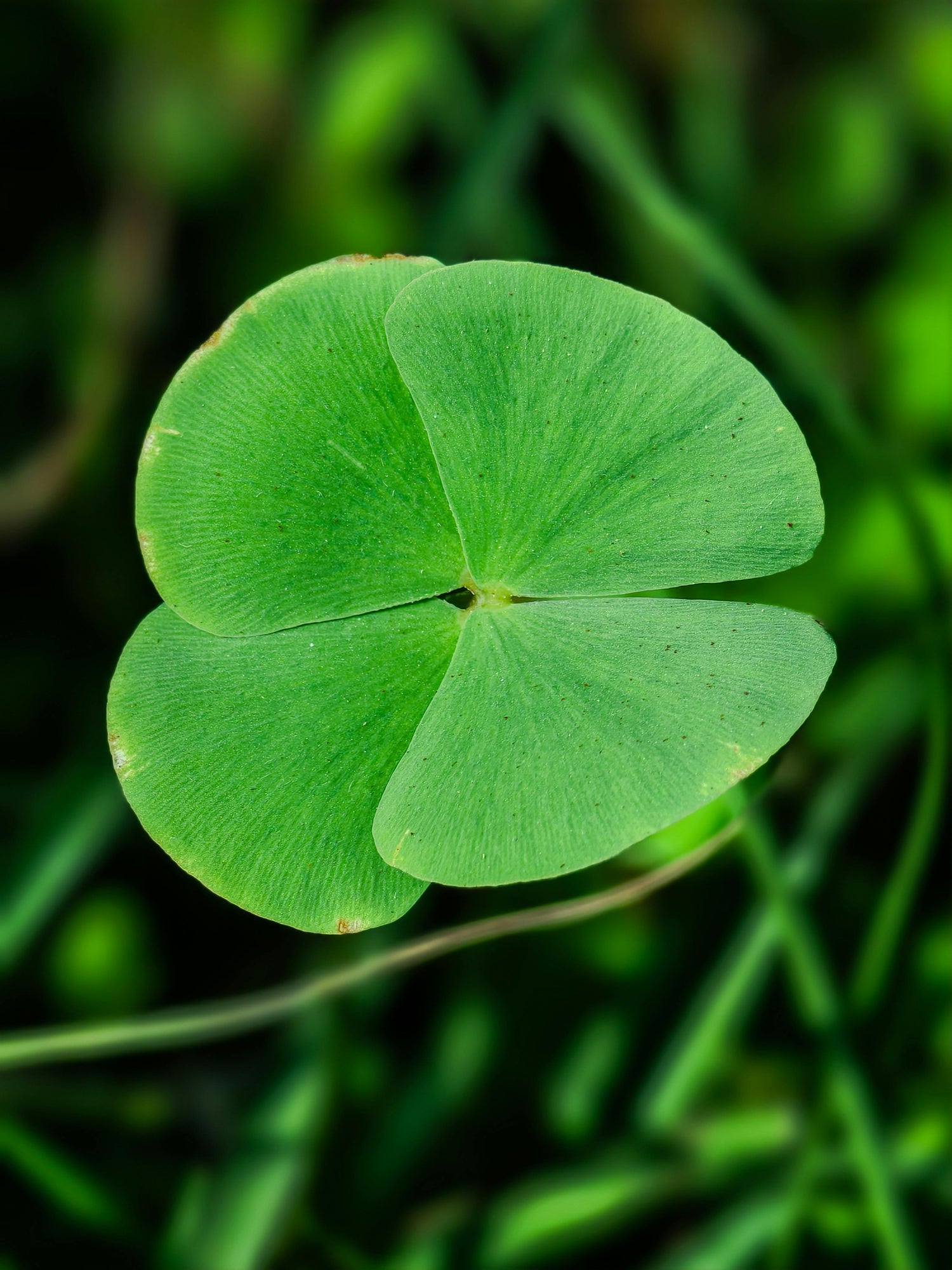 Lucky Clover Plant