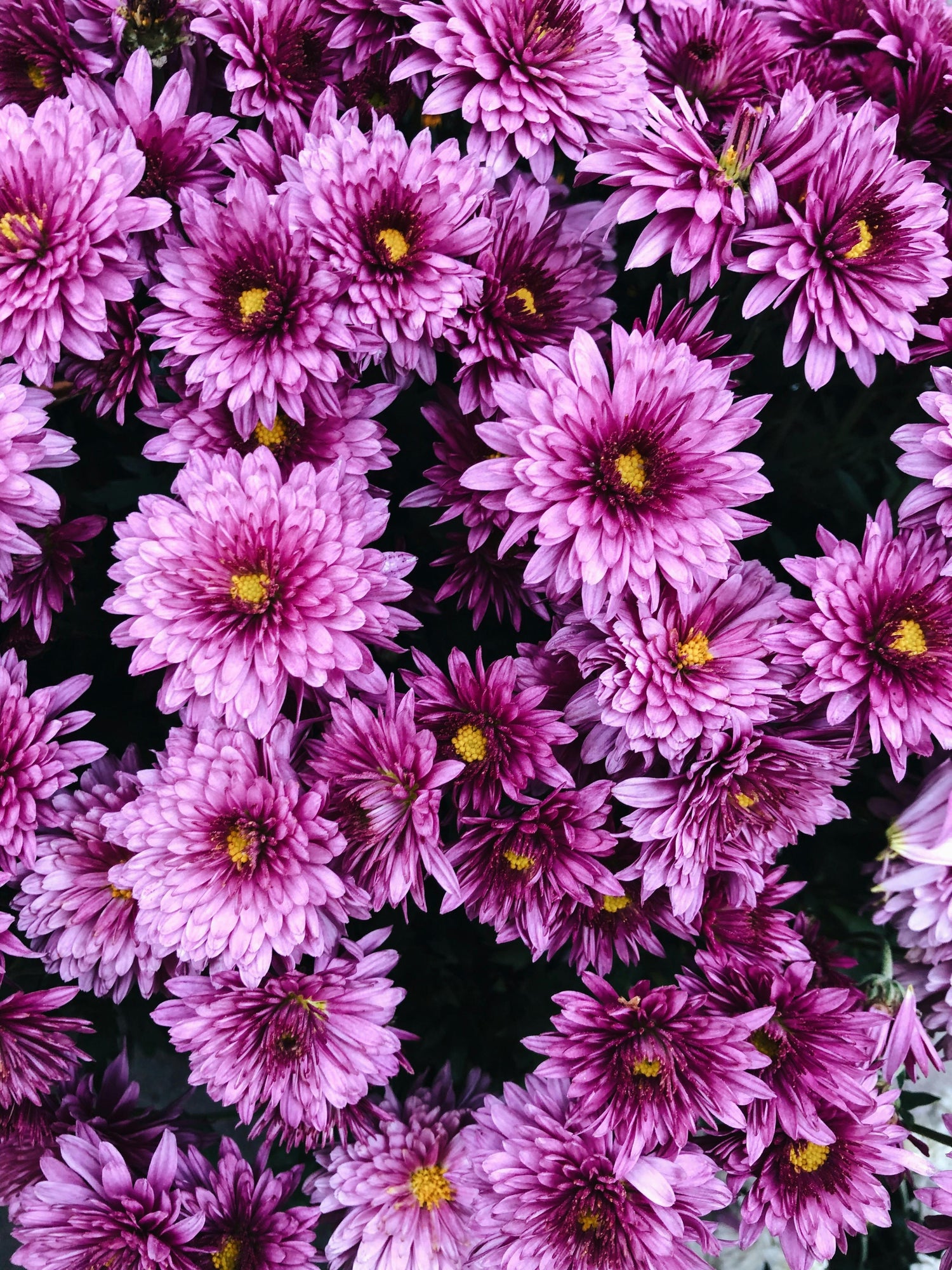 Chrysanthemum morifolium