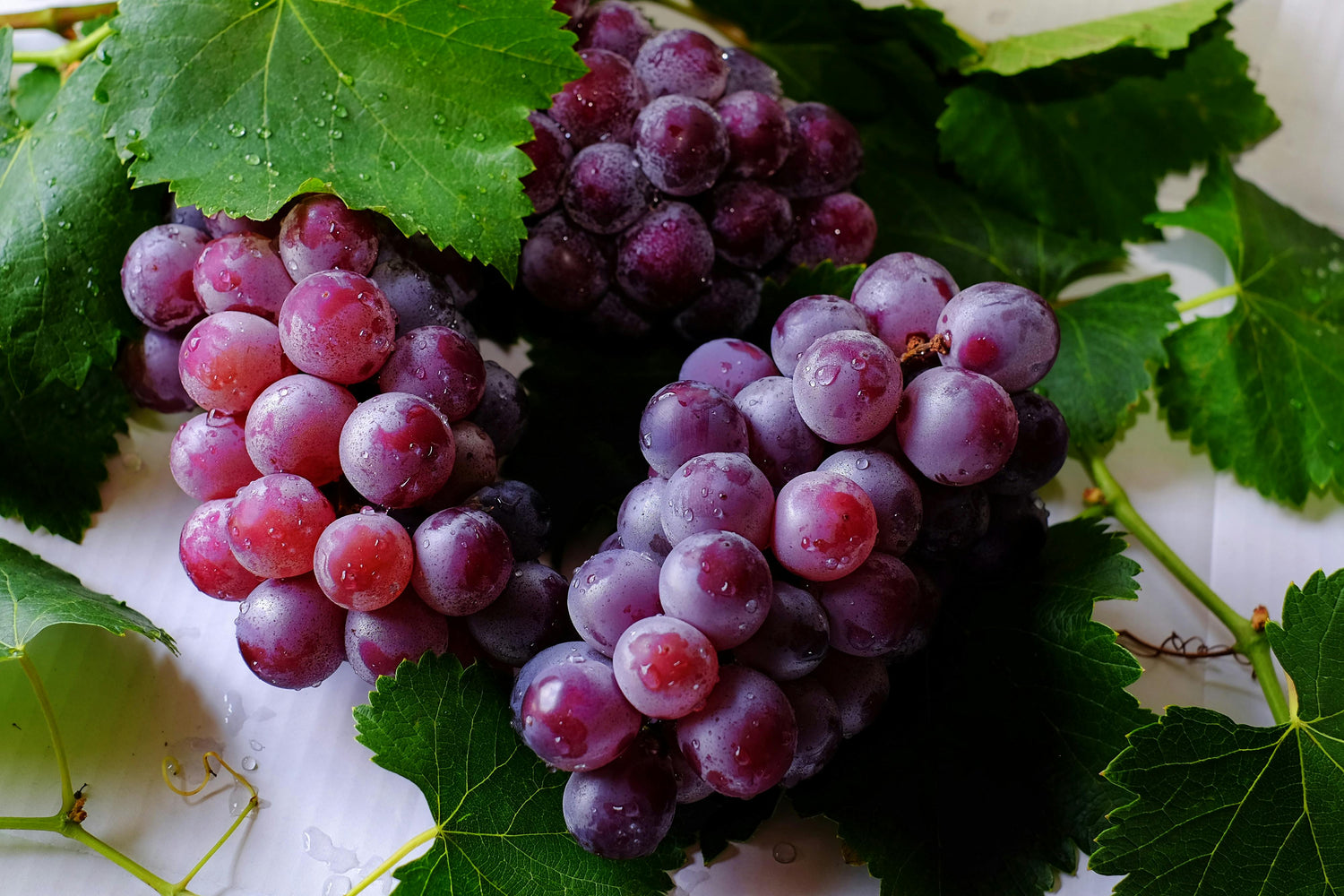 Grape (Vitis vinifera)