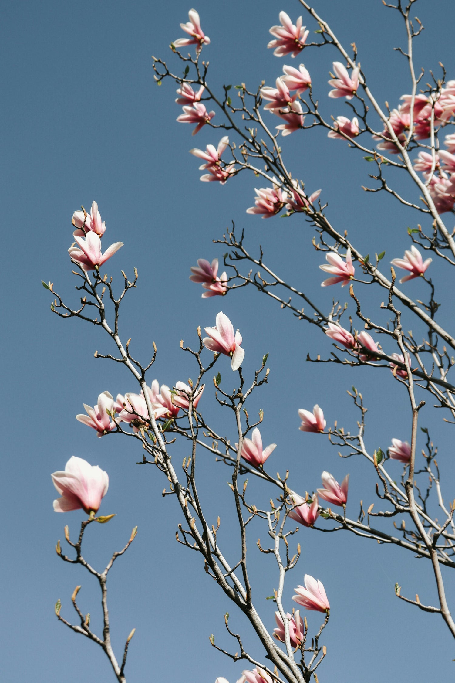 Yulan Magnolia