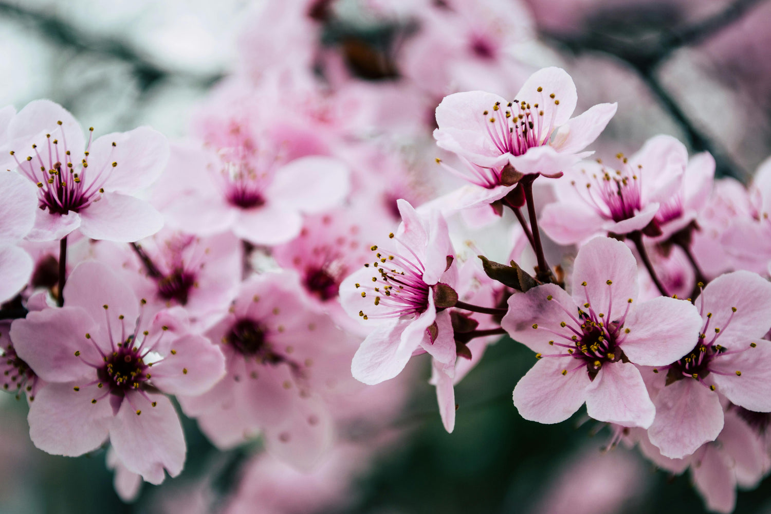 Weeping Sakura Cherry Blossom Seeds