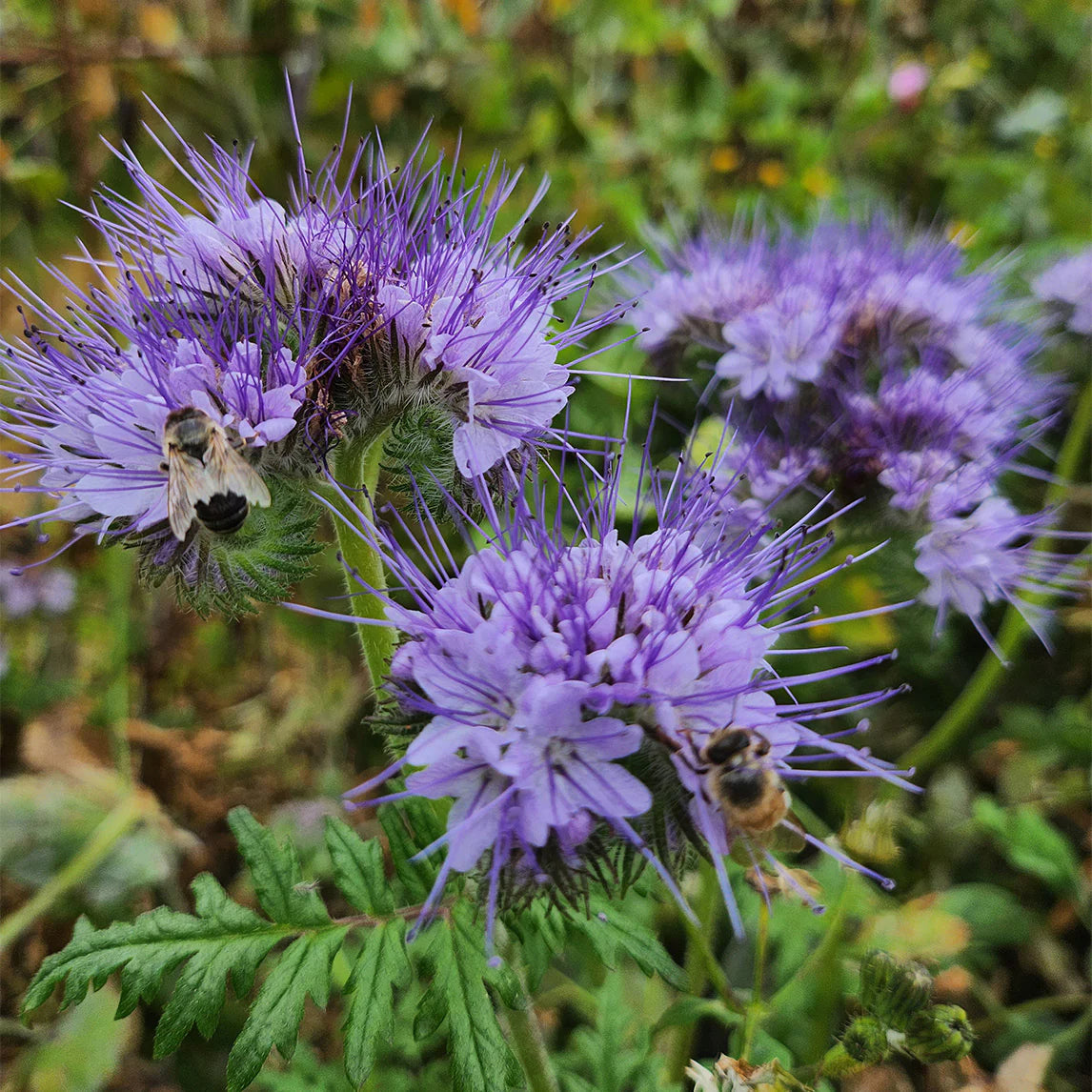 Lacy Phacelia Seeds