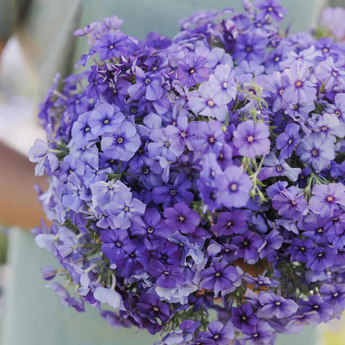 Annual Phlox Seeds - Beauty Blue