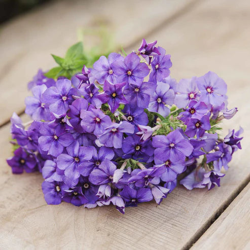 Annual Phlox Seeds - Beauty Blue