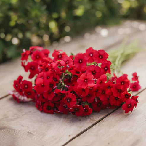 Annual Phlox Seeds - Red