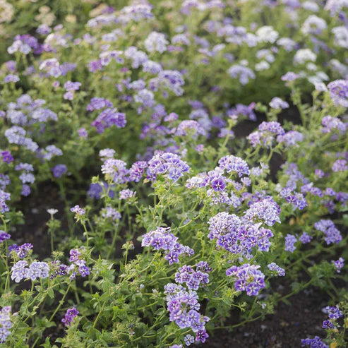 Phlox Seeds - Sugar Star