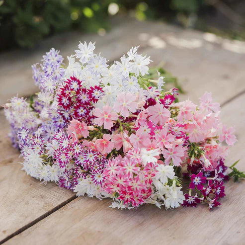 Annual Phlox Seeds - Twinkle Mix