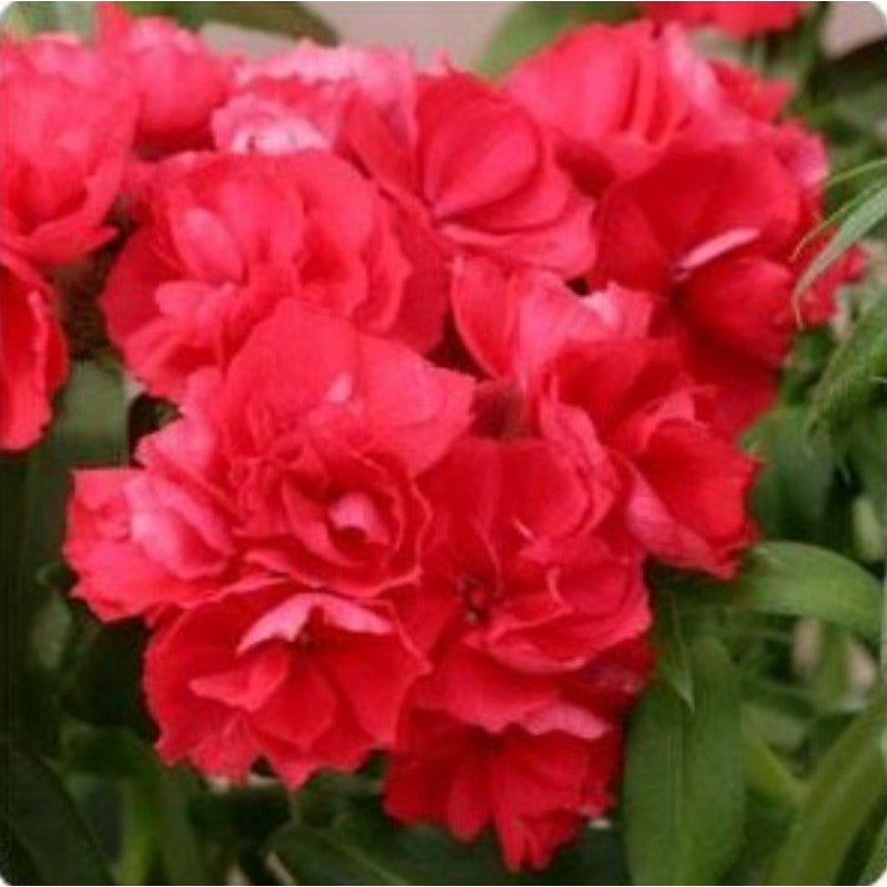 Phlox Drummond 'Promise Rose' Seeds ( , Double Flower Phlox)