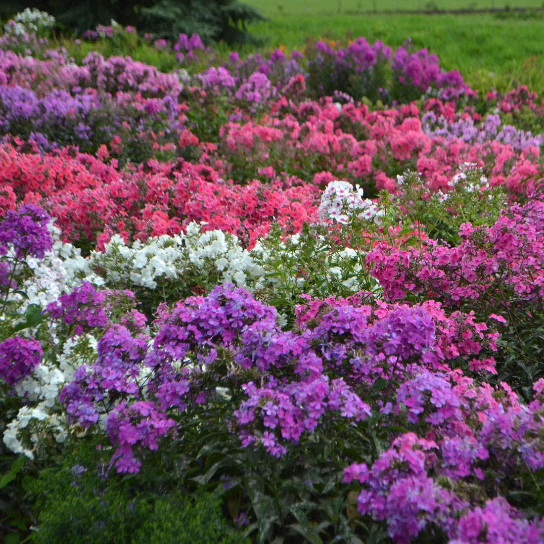 Phlox Seeds - Garden Phlox Mix