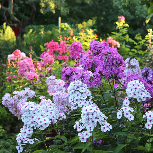 Phlox Seeds - Garden Phlox Mix