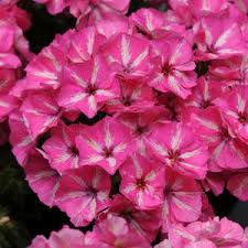 Phlox Grammy Pink And White Imported heirloom non-gmo organic garden seeds