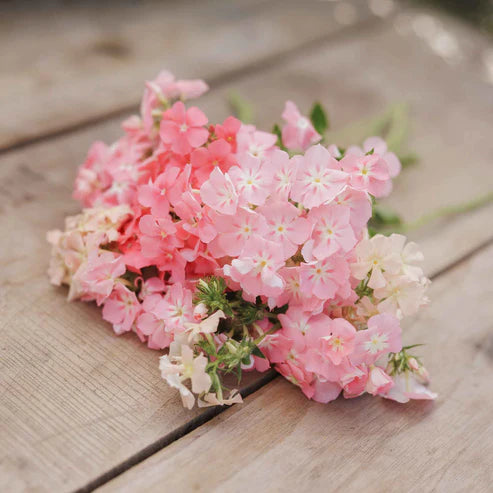 Phlox Seeds - Phlox of Sheep