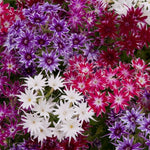 Phlox Popstar F1 Imported heirloom non-gmo garden seeds