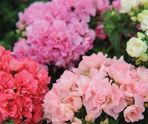 Phlox Promise Importe heirloom non-gmo organic garden seeds