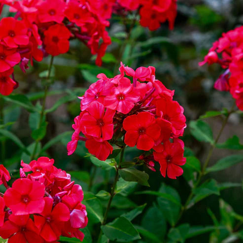 Annual Phlox Seeds - Red