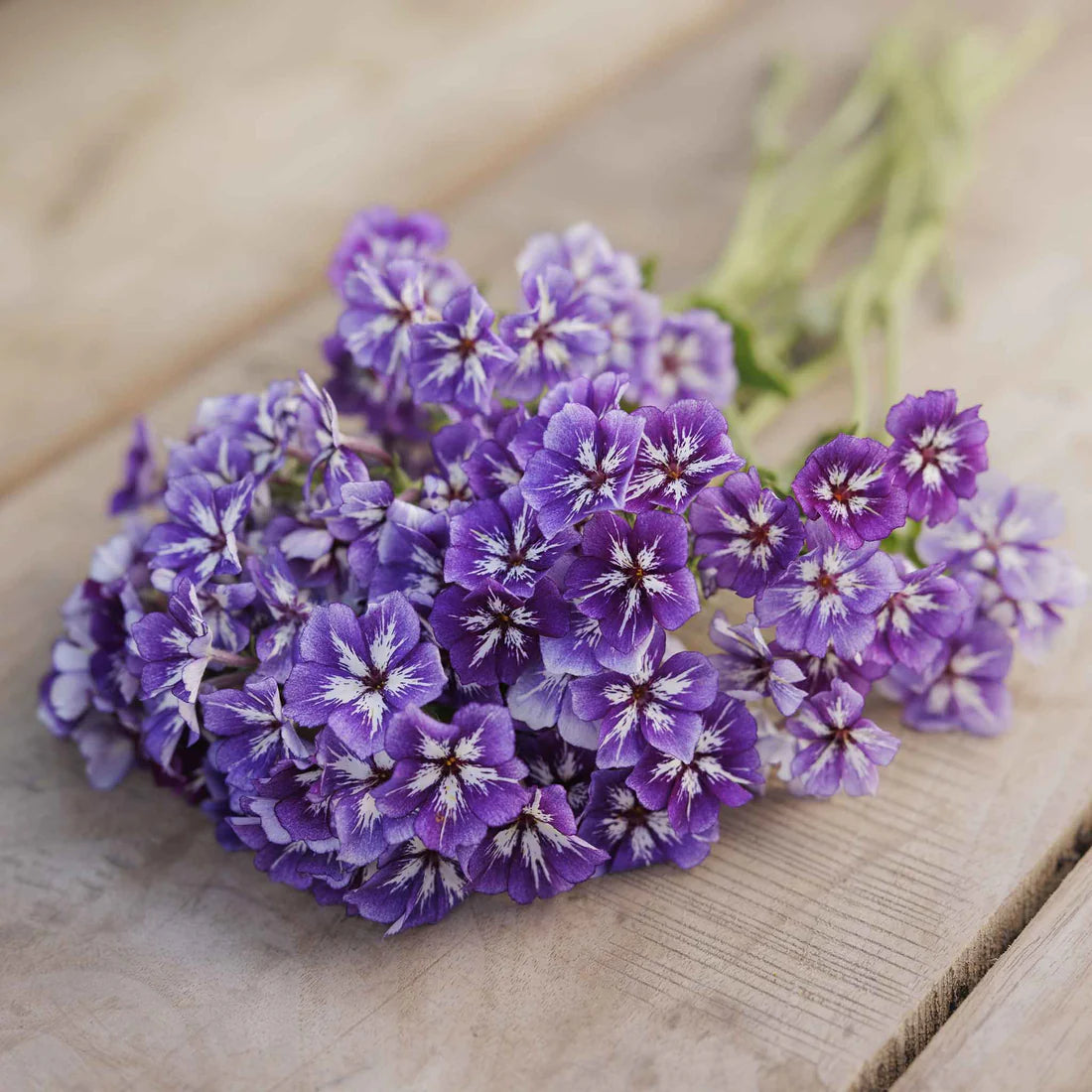 Phlox Seeds - Sugar Star