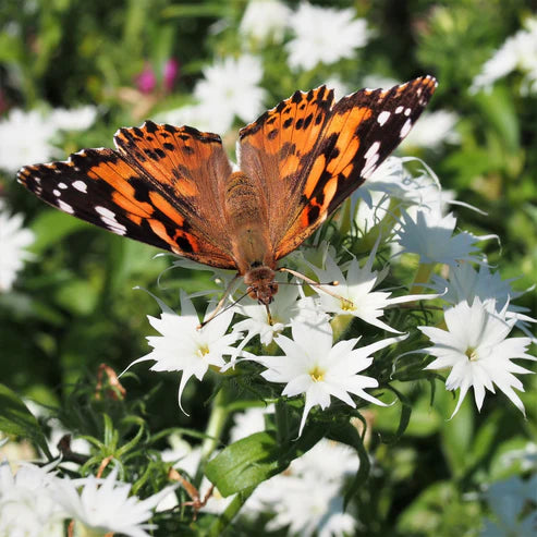 Annual Phlox Seeds - Twinkle Mix