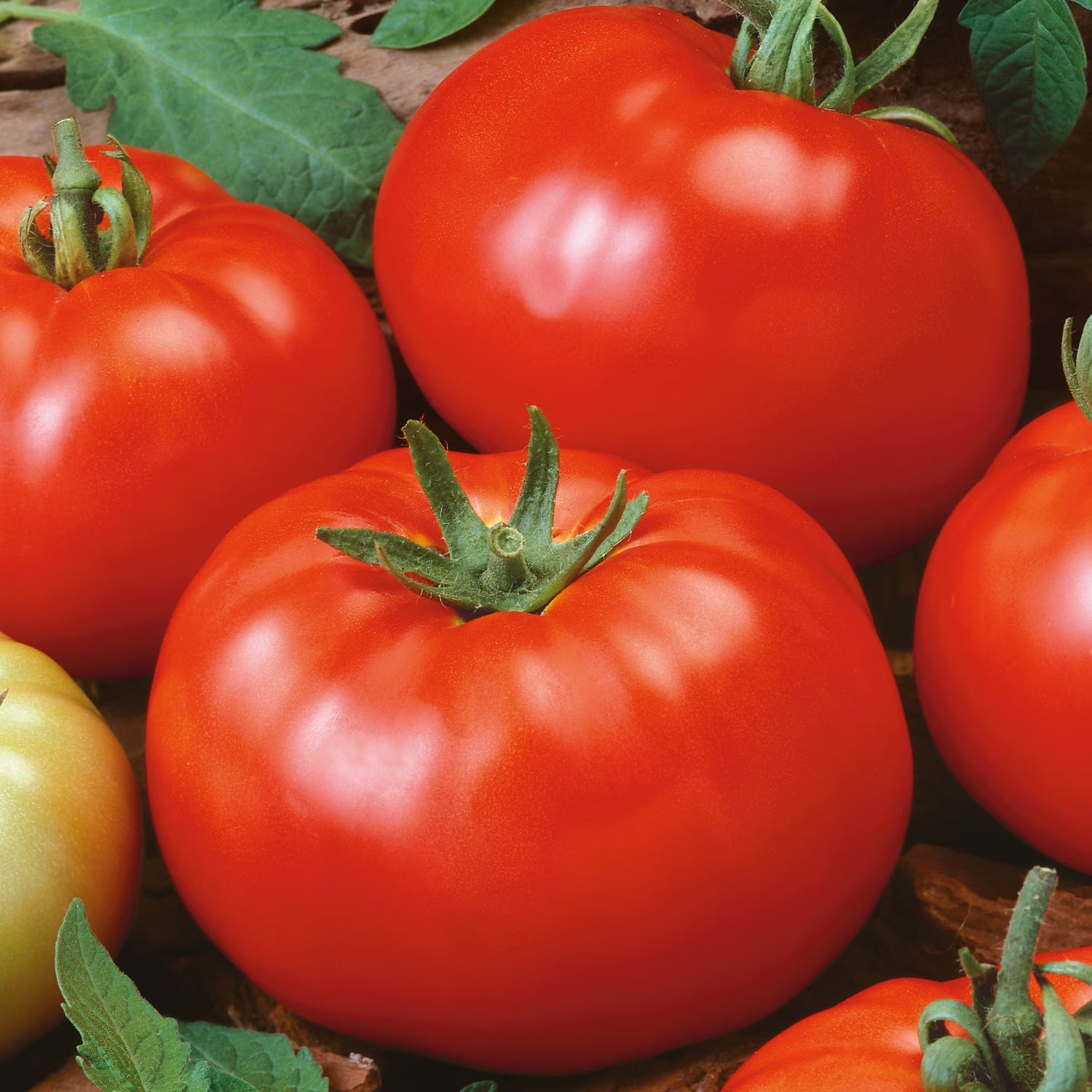 Phoenix hybrid tomato seeds for planting heirloom Non-GMO tomato seeds