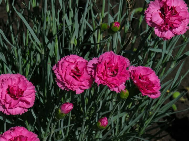 Carnation Flower Seeds for Planting Perennial Garden Blooms