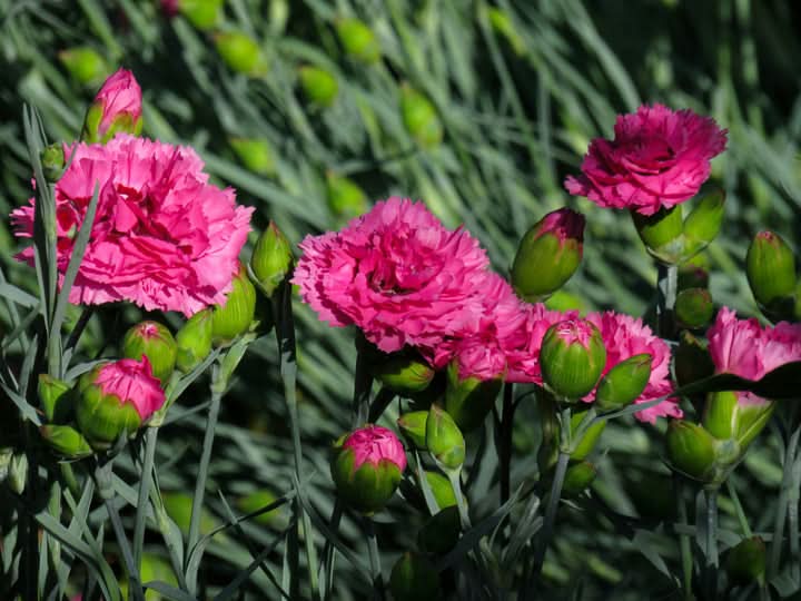 Carnation Flower Seeds for Planting Perennial Garden Blooms