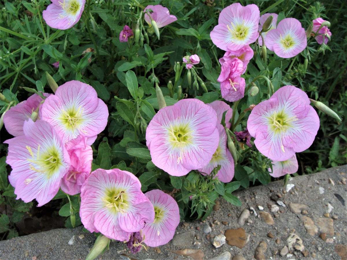 Showy Evening Primrose Seeds