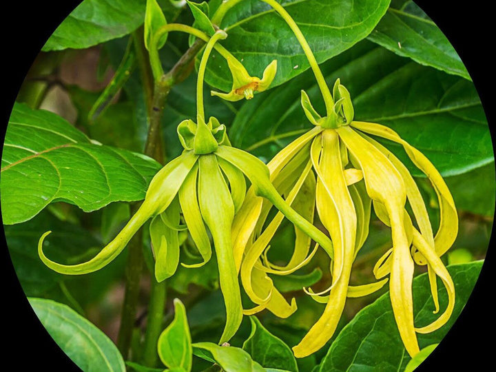 Odorata Flower Seeds for Planting - 100