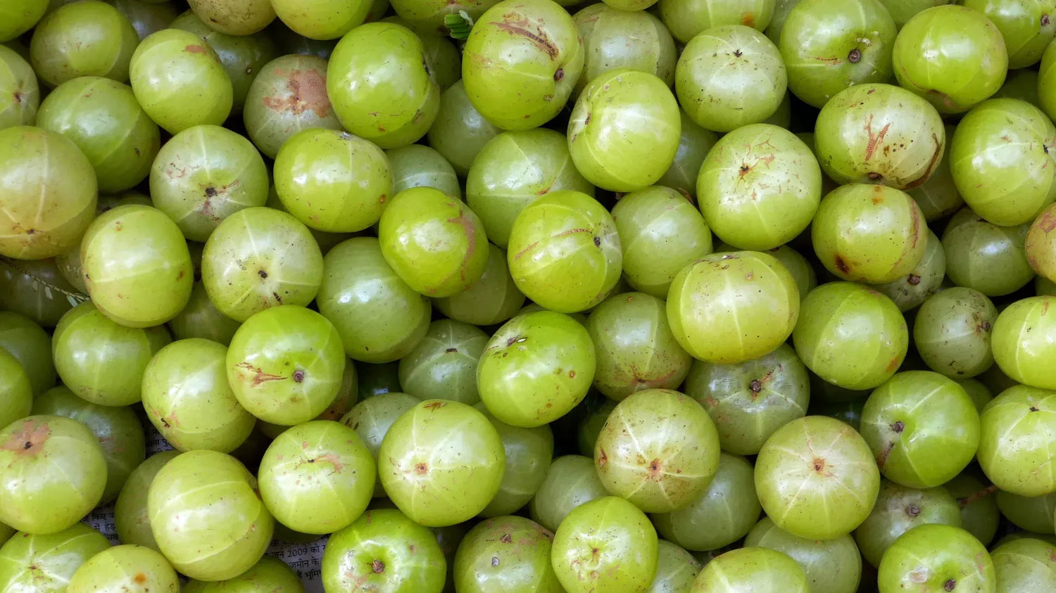 Indian Gooseberry (Phyllanthus emblica)