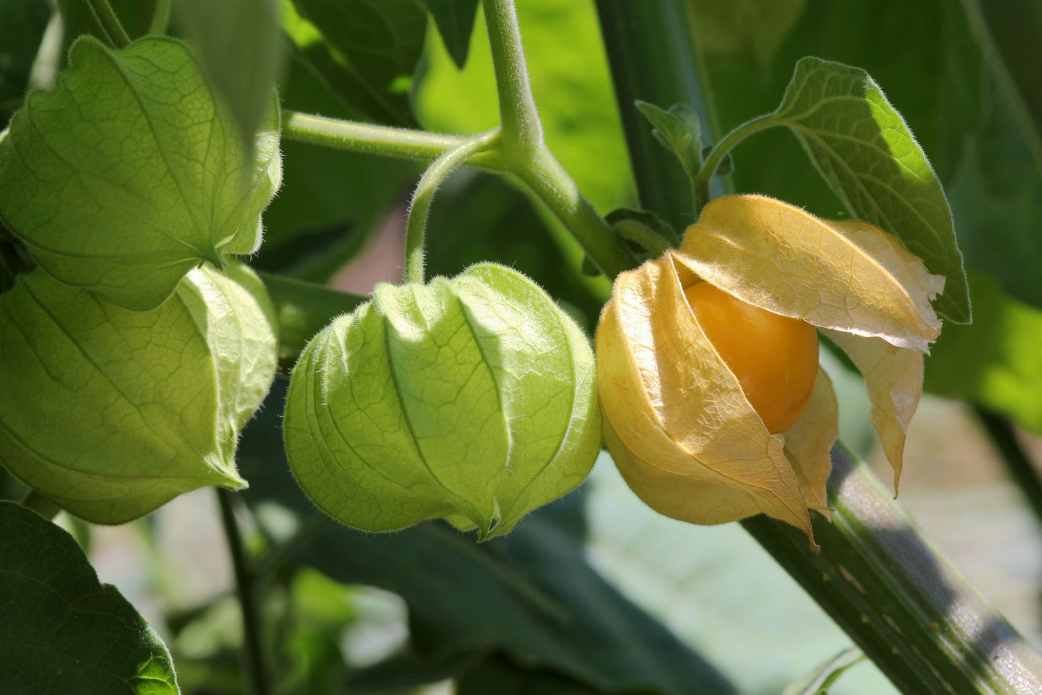 Groundcherry (Physalis spp.)