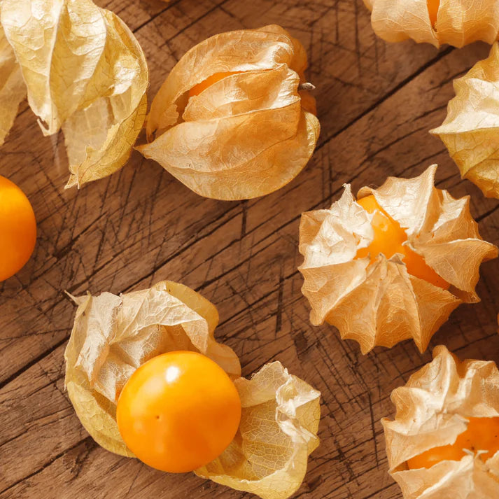 Physalis pruinosa seedlings growing from heirloom ground cherry seeds