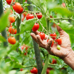 Piennolo tomato seeds suitable for container gardening