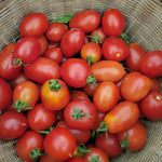 Piennolo tomato seeds heirloom non GMO for home gardening