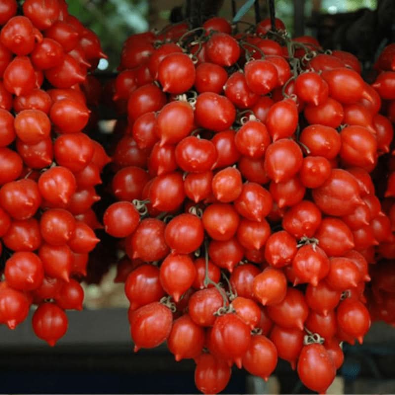 Tomato seeds for indoor and outdoor gardening Piennolo variety