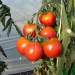 Italian heirloom Piennolo tomato seeds non GMO